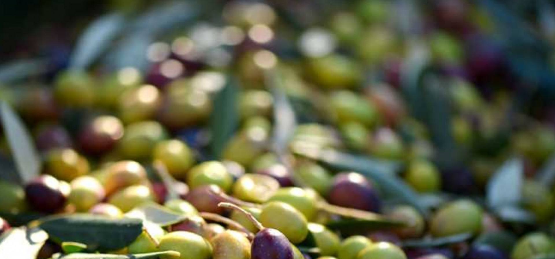 L’OLIO D’OLIVA PREVIENE I TUMORI INTESTINALI